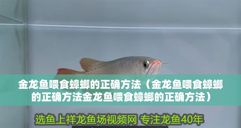 金龍魚喂食蟑螂的正確方法（金龍魚喂食蟑螂的正確方法金龍魚喂食蟑螂的正確方法）