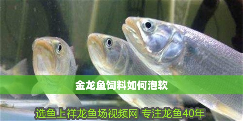 金龍魚飼料如何泡軟 金龍魚飼料如何泡軟 龍魚百科