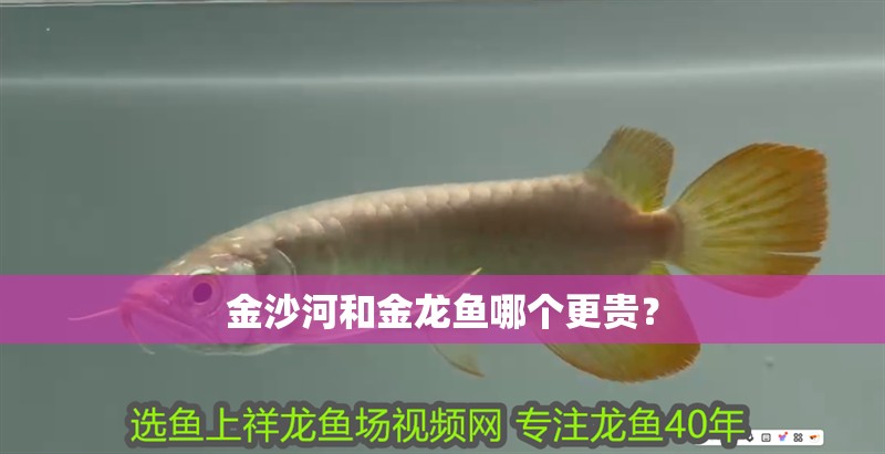 <strong><mark>金沙</mark></strong>河和金龍魚哪個更貴？