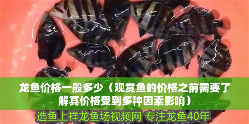 詳細閱讀:龍魚價格一般多少(觀賞魚的價格之前需要了解其價格受到多種因素影響) 龍魚價格一般多少(觀賞魚的價格之前需要了解其價格受到多種因素影響)