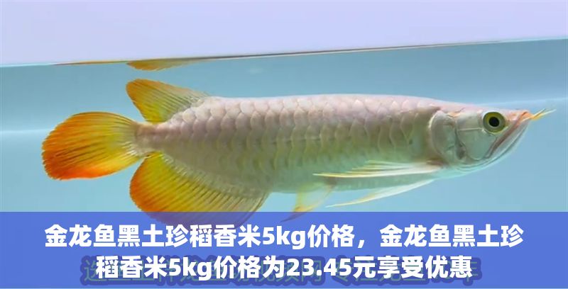金龍魚黑土珍稻香米5kg價格，金龍魚黑土珍稻香米5kg價格為23.45元享受優(yōu)惠