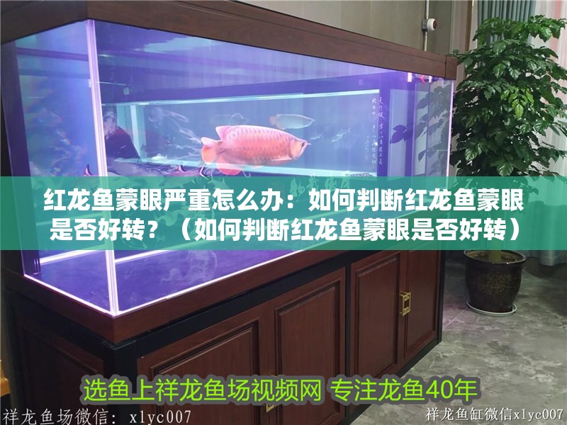 紅龍魚蒙眼嚴(yán)重怎么辦：如何判斷紅龍魚蒙眼是否好轉(zhuǎn)？（如何判斷紅龍魚蒙眼是否好轉(zhuǎn)）