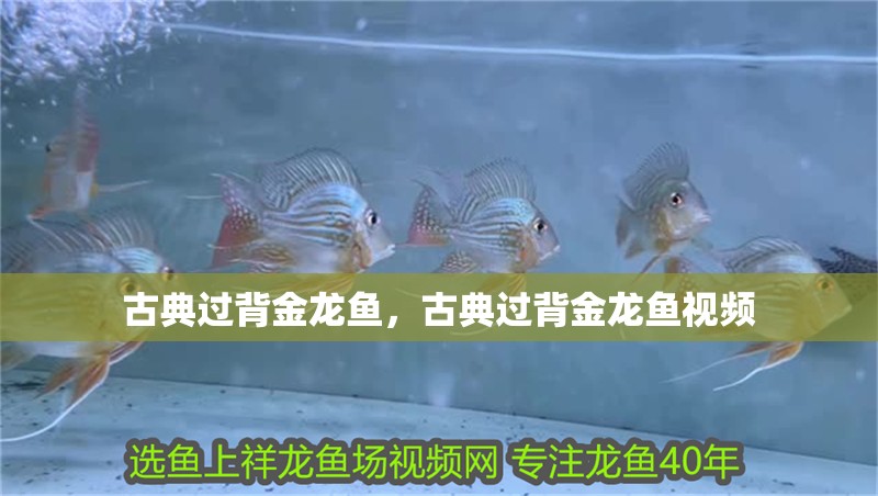 古典過背金龍魚，古典過背金龍魚視頻