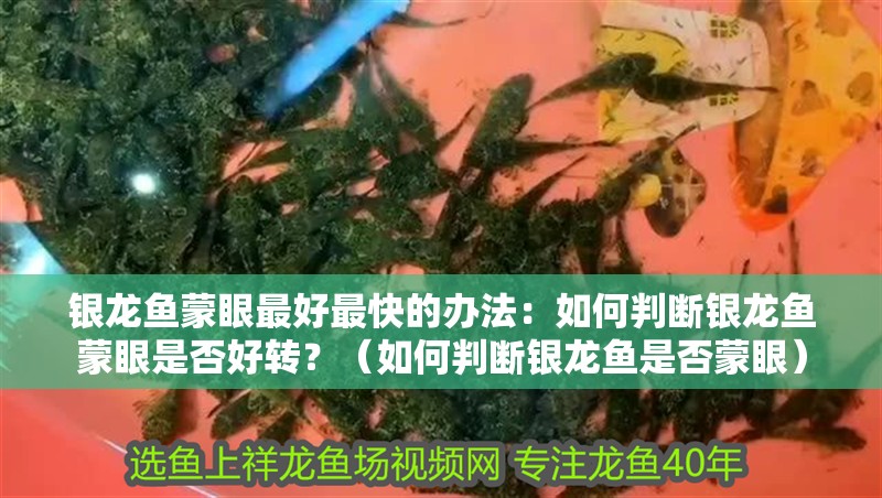 銀龍魚蒙眼最好最快的辦法：如何判斷銀龍魚蒙眼是否好轉？（如何判斷銀龍魚是否蒙眼）