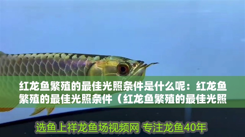 紅龍魚繁殖的最佳光照條件是什么呢：紅龍魚繁殖的最佳光照條件（紅龍魚繁殖的最佳光照條件）