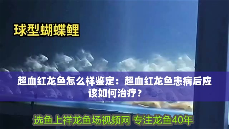 超血紅龍魚怎么樣鑒定：超血紅龍魚患病后應該如何治療？