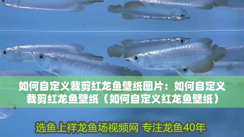 如何自定義裁剪紅龍魚壁紙圖片：如何自定義裁剪紅龍魚壁紙（如何自定義紅龍魚壁紙） 如何自定義裁剪紅龍魚壁紙圖片：如何自定義裁剪紅龍魚壁紙（如何自定義紅龍魚壁紙） 水族問答