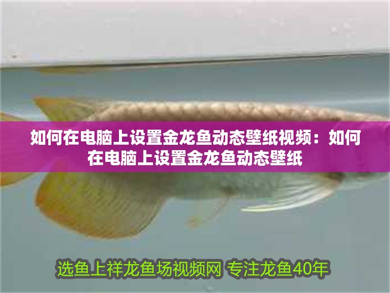 如何在電腦上設置金龍魚動態壁紙視頻：如何在電腦上設置金龍魚動態壁紙