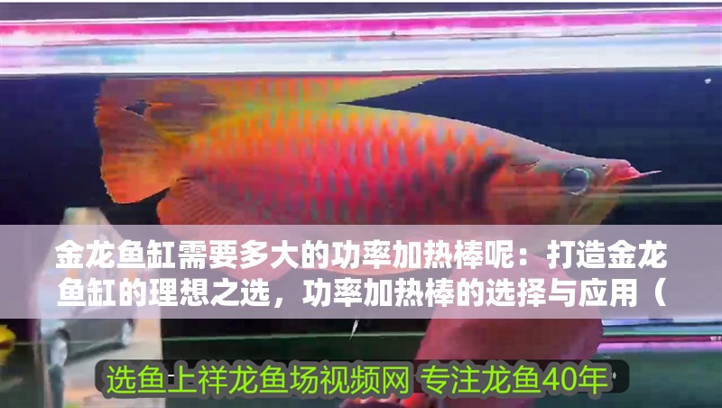 金龍魚缸需要多大的功率加熱棒呢：打造金龍魚缸的理想之選，功率加熱棒的選擇與應用（金龍魚缸功率加熱棒的選擇與應用是確保金龍魚缸健康生長的關鍵因素）