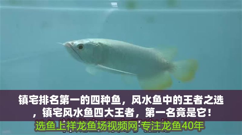 鎮(zhèn)宅排名第一的四種魚，風(fēng)水魚中的王者之選，鎮(zhèn)宅風(fēng)水魚四大王者，第一名竟是它！