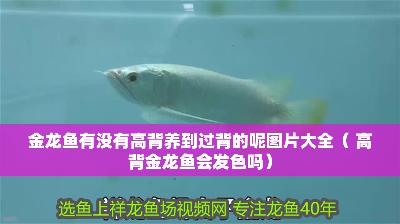 魚缸用增氧泵價格是多少:魚缸增氧機-xtrac增氧機-xtrac增氧機 金龍魚有沒有高背養到過背的呢圖片大全( 高背金龍魚會發色嗎) 觀賞魚百科 金龍魚有沒有高背養到過背的呢圖片大全( 高背金龍魚會發色嗎) 金龍魚有沒有高背養到過背的呢圖片大全( 高背金龍魚會發色嗎) 觀賞魚百科