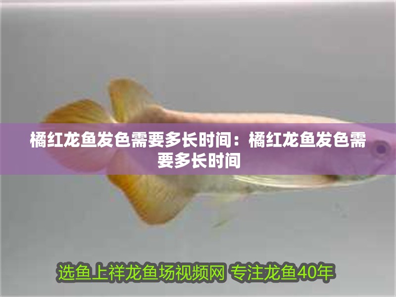 橘紅龍魚發(fā)色需要多長時間：橘紅龍魚發(fā)色需要多長時間
