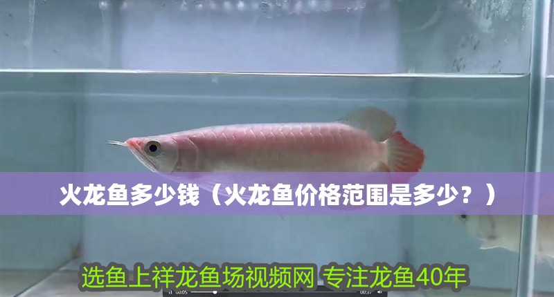 魚缸造景先放沙還是先放水(魚缸造景先鋪沙還是先放石頭) 火龍魚多少錢(火龍魚價格范圍是多少?) 觀賞魚百科 火龍魚多少錢(火龍魚價格范圍是多少?) 火龍魚多少錢(火龍魚價格范圍是多少?) 觀賞魚百科