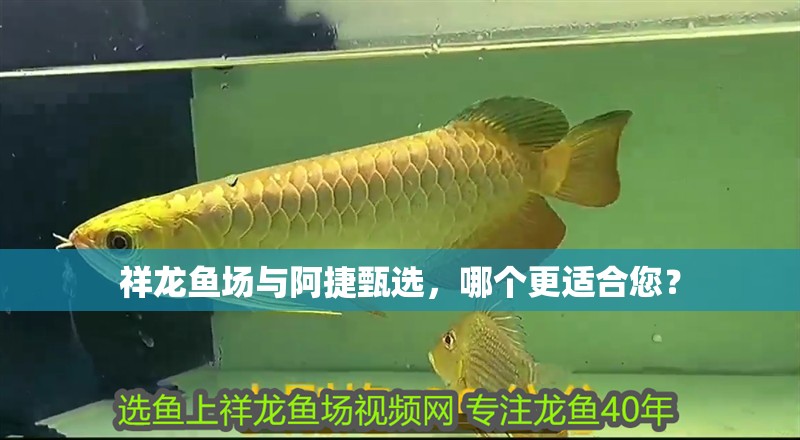 祥龍魚場與阿捷甄選，哪個更適合您？