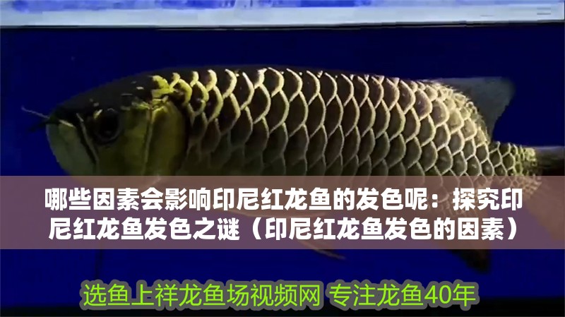哪些因素會影響印尼紅龍魚的發(fā)色呢：探究印尼紅龍魚發(fā)色之謎（印尼紅龍魚發(fā)色的因素）