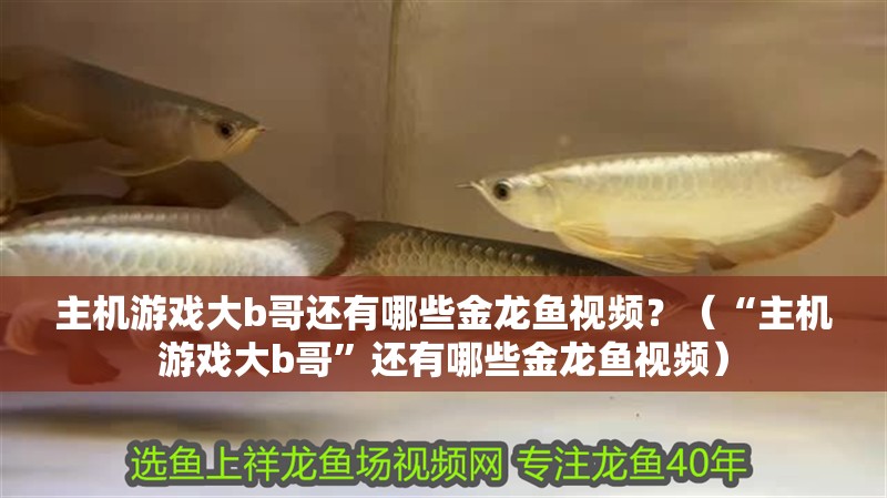 主機(jī)游戲大b哥還有哪些金龍魚視頻？（“主機(jī)游戲大b哥”還有哪些金龍魚視頻）