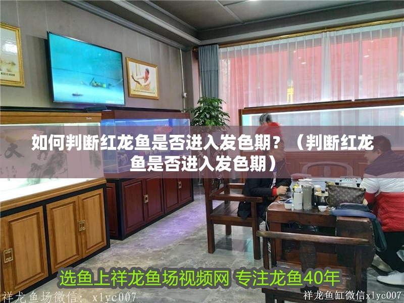 如何判斷紅龍魚(yú)是否進(jìn)入發(fā)色期？（判斷紅龍魚(yú)是否進(jìn)入發(fā)色期） 如何判斷紅龍魚(yú)是否進(jìn)入發(fā)色期？（判斷紅龍魚(yú)是否進(jìn)入發(fā)色期） 龍魚(yú)百科