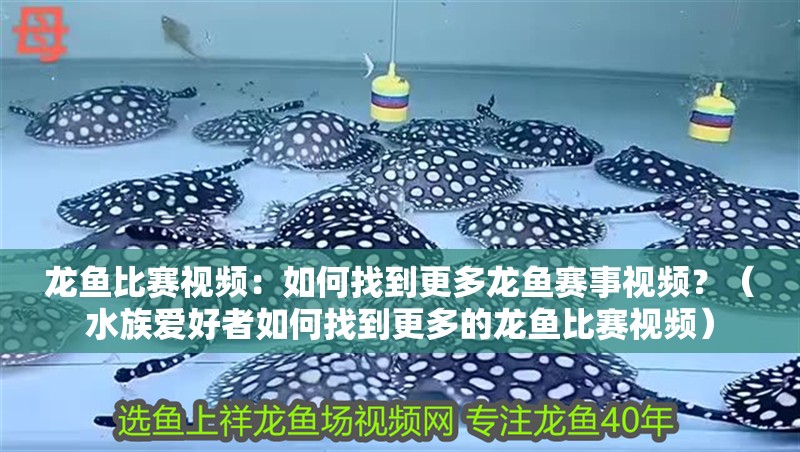 龍魚比賽視頻：如何找到更多龍魚賽事視頻？（水族愛好者如何找到更多的龍魚比賽視頻）