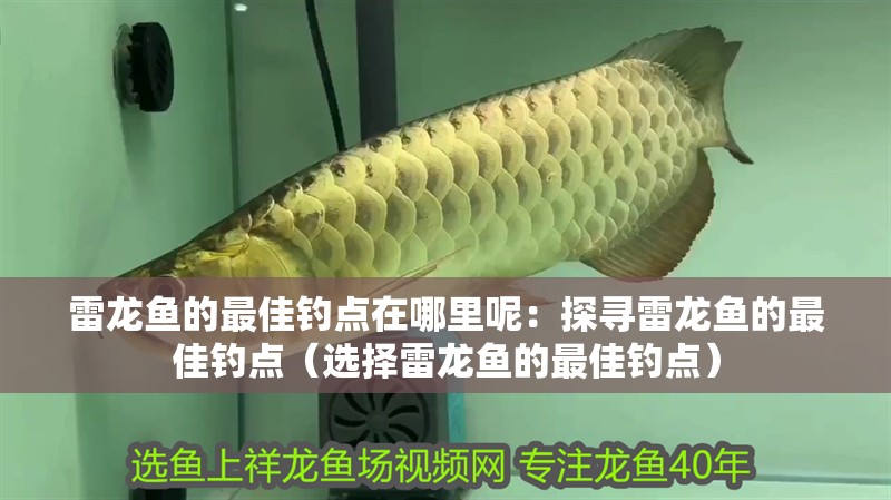 雷龍魚的最佳釣點在哪里呢：探尋雷龍魚的最佳釣點（選擇雷龍魚的最佳釣點）