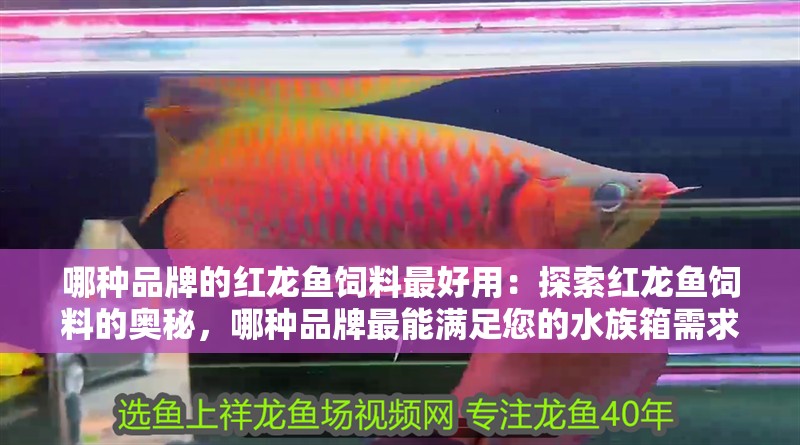 哪種品牌的紅龍魚飼料最好用：探索紅龍魚飼料的奧秘，哪種品牌最能滿足您的水族箱需求？（紅龍魚的飼料選擇）