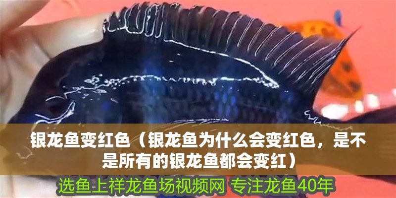 魚缸過濾器選購指南:自制魚缸過濾器魚缸上置過濾器對于養魚愛好者的必備知識 銀龍魚變紅色(銀龍魚為什么會變紅色,是不是所有的銀龍魚都會變紅) 觀賞魚百科 銀龍魚變紅色(銀龍魚為什么會變紅色,是不是所有的銀龍魚都會變紅) 銀龍魚變紅色(銀龍魚為什么會變紅色,是不是所有的銀龍魚都會變紅) 觀賞魚百科