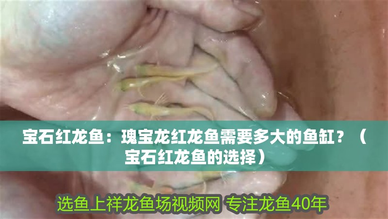 寶石紅龍魚：瑰寶龍紅龍魚需要多大的魚缸？（寶石紅龍魚的選擇）