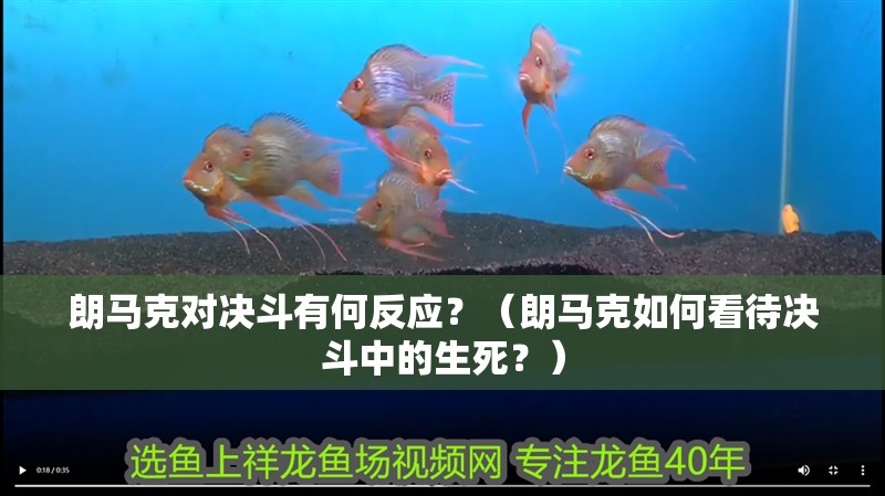 朗馬克對決斗有何反應(yīng)？（朗馬克如何看待決斗中的生死？） 朗馬克對決斗有何反應(yīng)？（朗馬克如何看待決斗中的生死？） 龍魚百科