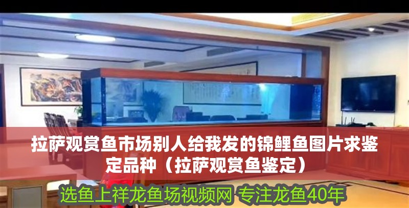 拉薩觀賞魚市場別人給我發的錦鯉魚圖片求鑒定品種（拉薩觀賞魚鑒定）