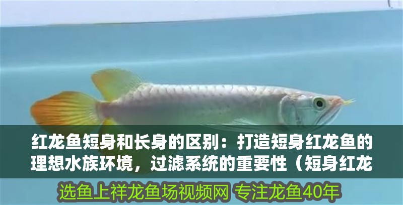 紅龍魚短身和長身的區別：打造短身紅龍魚的理想水族環境，過濾系統的重要性（短身紅龍魚對水質的要求）
