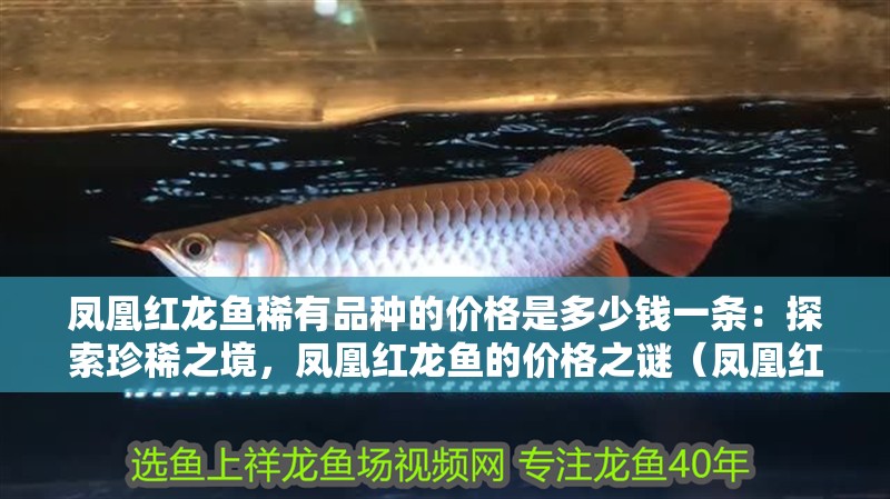 鳳凰紅龍魚稀有品種的價格是多少錢一條：探索珍稀之境，鳳凰紅龍魚的價格之謎（鳳凰紅龍魚的價格之謎：鳳凰紅龍魚的價格之謎是什么）