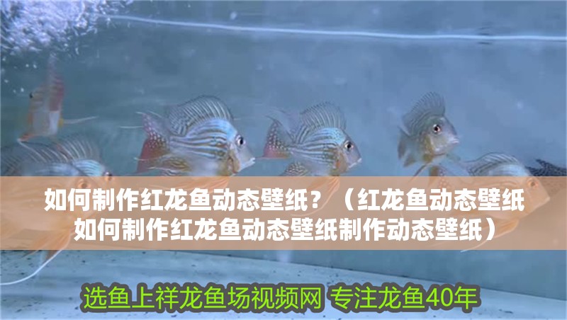 如何制作紅龍魚動態(tài)壁紙？（紅龍魚動態(tài)壁紙如何制作紅龍魚動態(tài)壁紙制作動態(tài)壁紙）