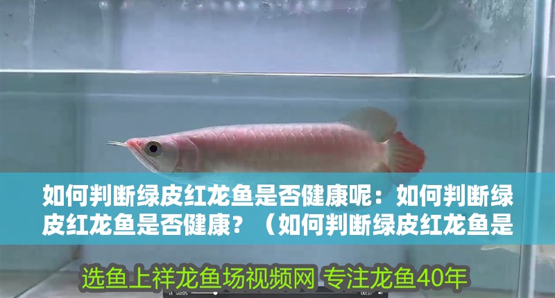 如何判斷綠皮紅龍魚是否健康呢：如何判斷綠皮紅龍魚是否健康？（如何判斷綠皮紅龍魚是否健康）