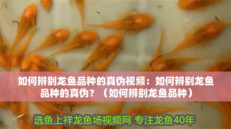 如何辨別龍魚品種的真偽視頻：如何辨別龍魚品種的真偽？（如何辨別龍魚品種）