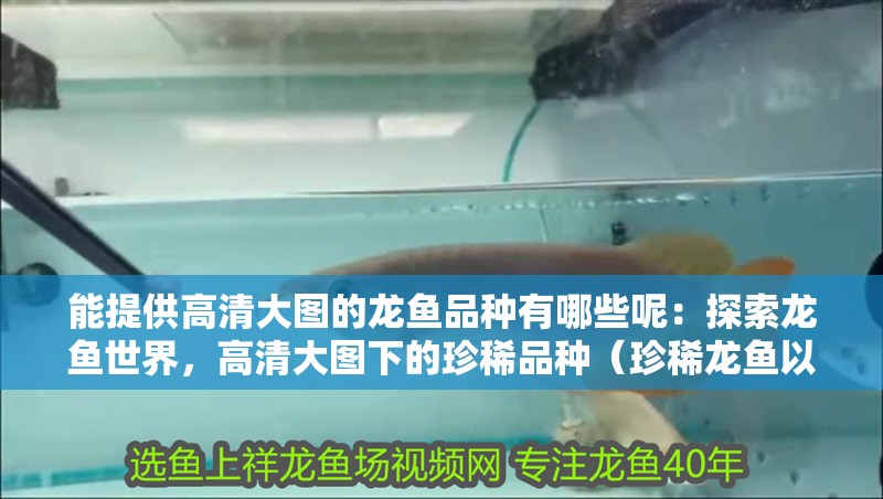 能提供高清大圖的龍魚品種有哪些呢：探索龍魚世界，高清大圖下的珍稀品種（珍稀龍魚以其獨(dú)特的顏色通常是由特定的基因突變引起水族愛好者的目光）