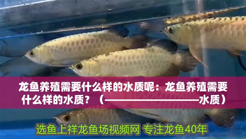 龍魚養(yǎng)殖需要什么樣的水質(zhì)呢：龍魚養(yǎng)殖需要什么樣的水質(zhì)？（—————————水質(zhì)）