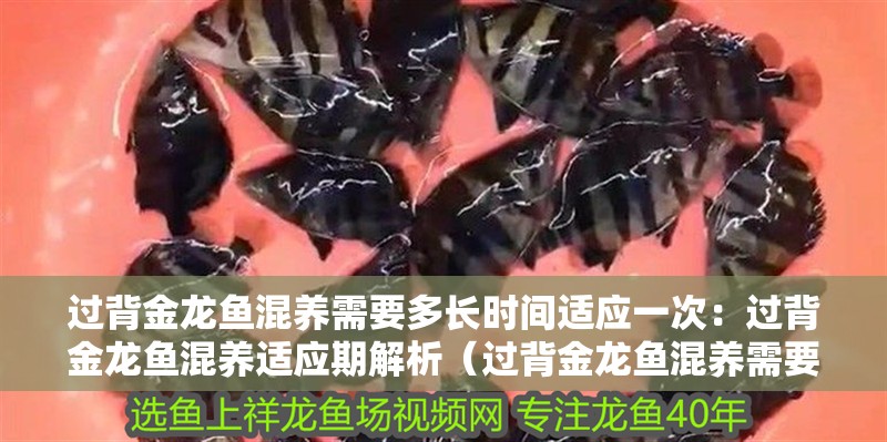 過背金龍魚混養需要多長時間適應一次：過背金龍魚混養適應期解析（過背金龍魚混養需要多長時間才能適應新環境）