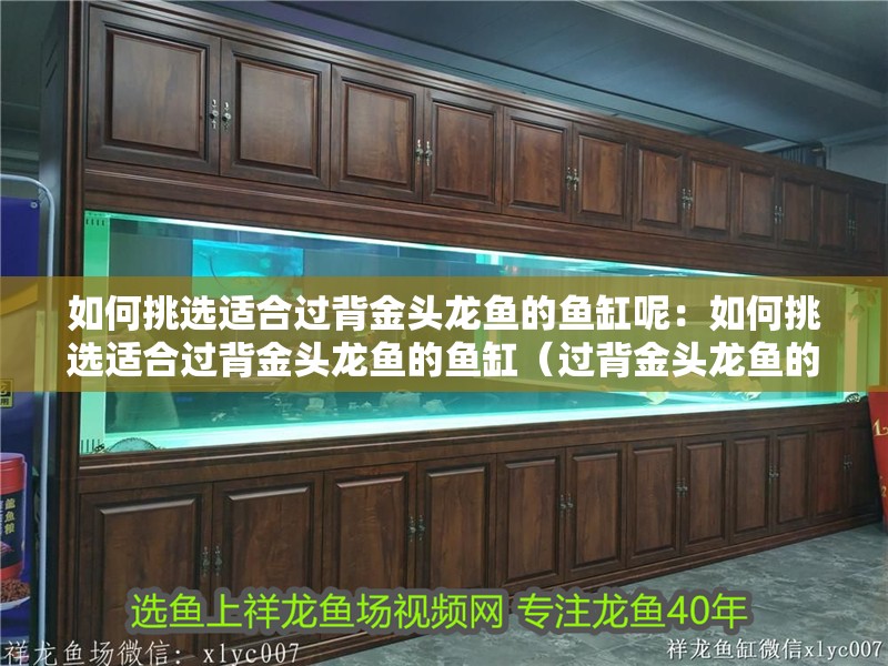 如何挑選適合過背金頭龍魚的魚缸呢：如何挑選適合過背金頭龍魚的魚缸（過背金頭龍魚的挑選）