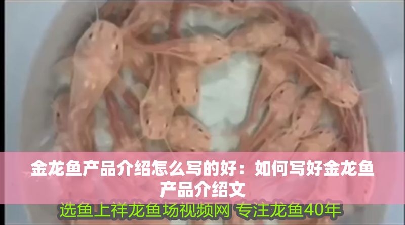 金龍魚產(chǎn)品介紹怎么寫的好：如何寫好金龍魚產(chǎn)品介紹文