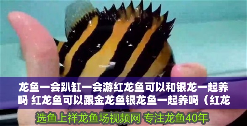 龍魚一會趴缸一會游紅龍魚可以和銀龍一起養嗎 紅龍魚可以跟金龍魚銀龍魚一起養嗎（紅龍魚可以和銀龍一起養嗎） 龍魚一會趴缸一會游紅龍魚可以和銀龍一起養嗎 紅龍魚可以跟金龍魚銀龍魚一起養嗎（紅龍魚可以和銀龍一起養嗎） 觀賞魚百科