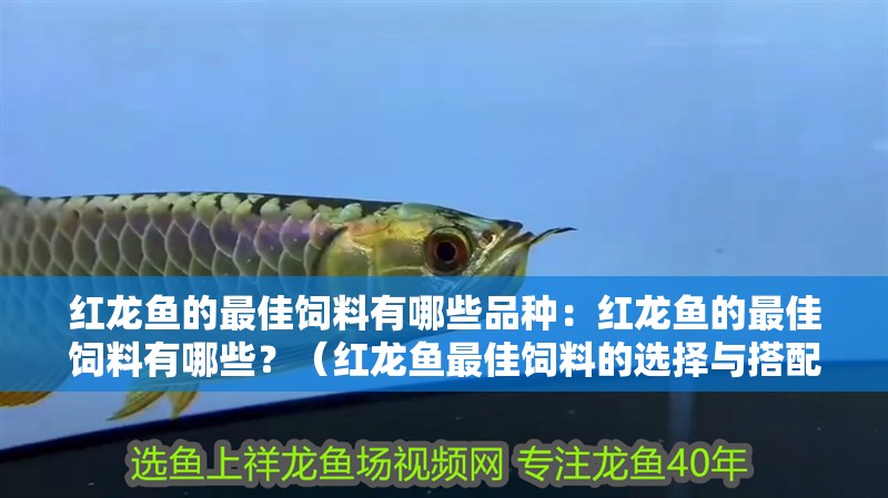 紅龍魚的最佳飼料有哪些品種：紅龍魚的最佳飼料有哪些？（紅龍魚最佳飼料的選擇與搭配）