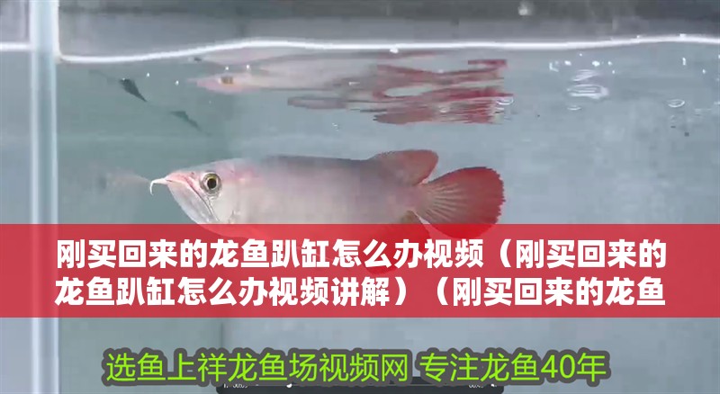 剛買回來的龍魚趴缸怎么辦視頻（剛買回來的龍魚趴缸怎么辦視頻講解）（剛買回來的龍魚趴缸怎么辦）