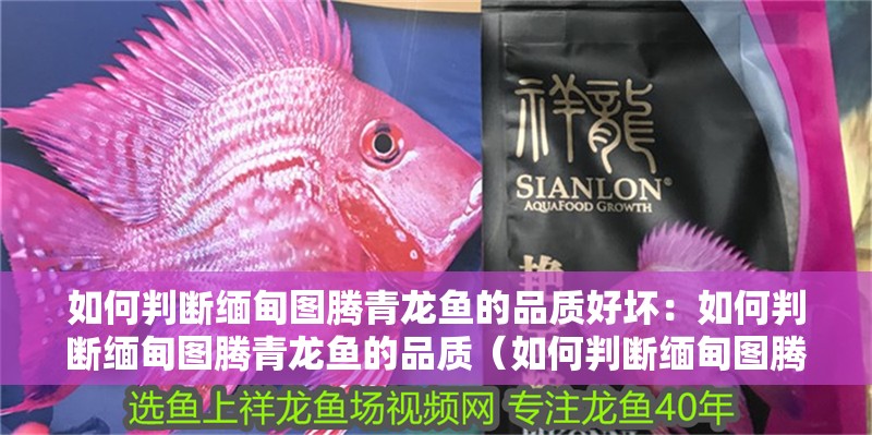 如何判斷緬甸圖騰青龍魚的品質好壞：如何判斷緬甸圖騰青龍魚的品質（如何判斷緬甸圖騰青龍魚品質）