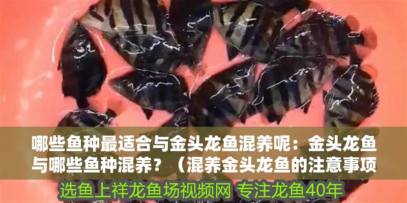 哪些魚種最適合與金頭龍魚混養呢：金頭龍魚與哪些魚種混養？（混養金頭龍魚的注意事項） 哪些魚種最適合與金頭龍魚混養呢：金頭龍魚與哪些魚種混養？（混養金頭龍魚的注意事項） 水族問答