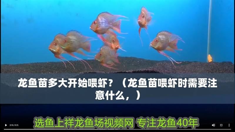 龍魚苗多大開始喂蝦？（龍魚苗喂蝦時需要注意什么，）