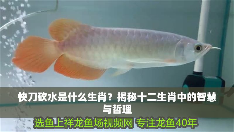 快刀砍水是什么生肖？揭秘十二生肖中的智慧與哲理