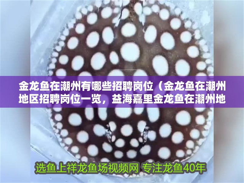 金龍魚在潮州有哪些招聘崗位（金龍魚在潮州地區招聘崗位一覽，益海嘉里金龍魚在潮州地區招聘） 金龍魚在潮州有哪些招聘崗位（金龍魚在潮州地區招聘崗位一覽，益海嘉里金龍魚在潮州地區招聘） 龍魚百科