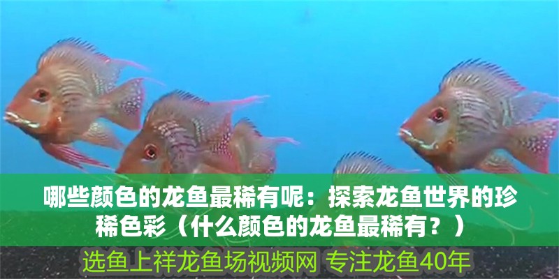 哪些顏色的龍魚最稀有呢：探索龍魚世界的珍稀色彩（什么顏色的龍魚最稀有？）