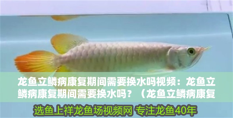 龍魚立鱗病康復期間需要換水嗎視頻：龍魚立鱗病康復期間需要換水嗎？（龍魚立鱗病康復期間如何換水）