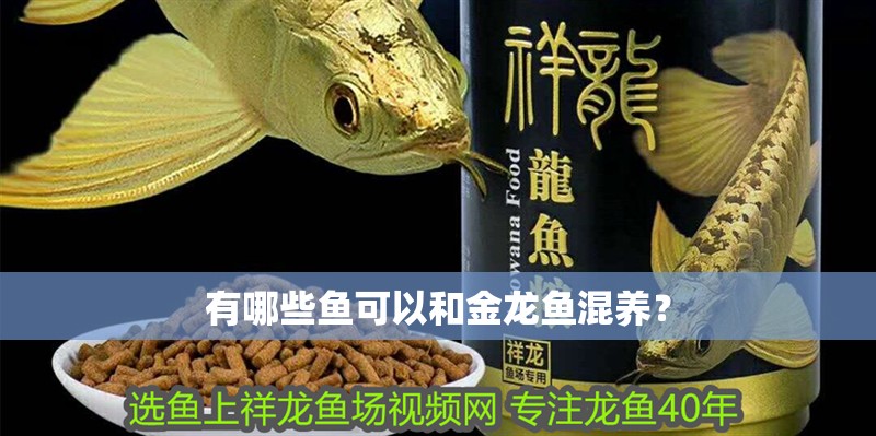 有哪些魚可以和金龍魚混養？ 有哪些魚可以和金龍魚混養？ 龍魚百科