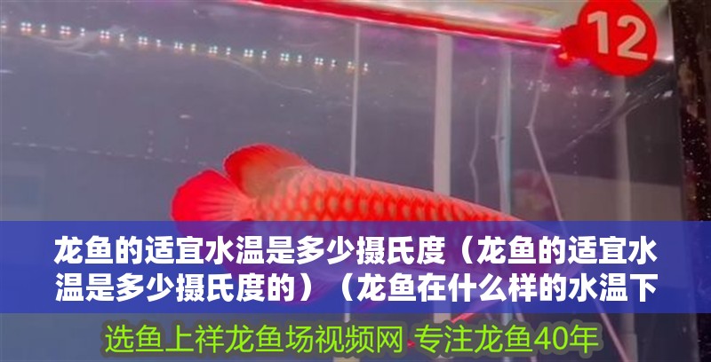 龍魚的適宜水溫是多少攝氏度（龍魚的適宜水溫是多少攝氏度的）（龍魚在什么樣的水溫下生長最好，） 龍魚的適宜水溫是多少攝氏度（龍魚的適宜水溫是多少攝氏度的）（龍魚在什么樣的水溫下生長最好，） 觀賞魚百科